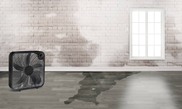Best Mold removal after water damage  in Janesville, CA
